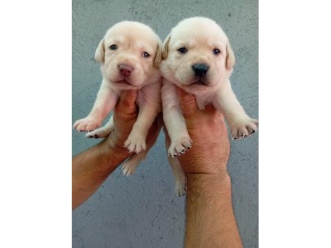 Labrador yavru köpekler