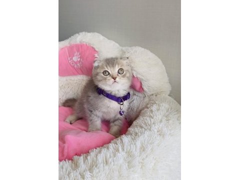 A kalite lılac tabby scotısh fold bebeğim 