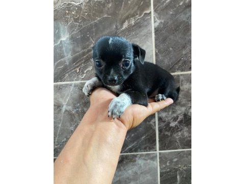 Orjinal minyatür şivava yavrular