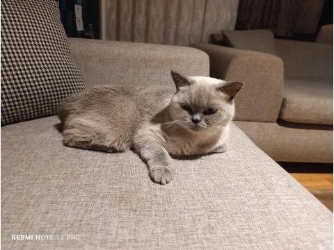 Saf kan british shorthair