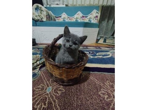 2 aylık erkek yavrumuz british shorthair