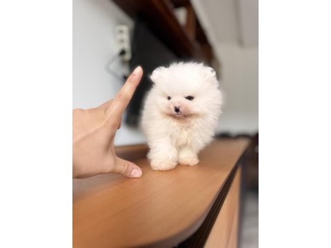 En saf haliyle pomeranian boo