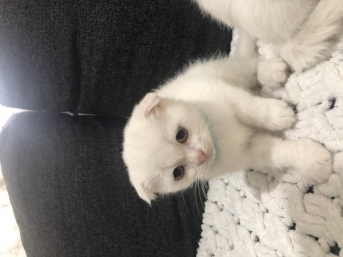 Yavru saf kan scottish fold bebekler acil yuva arıyor