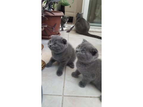 Scottish fold ve british shorthair yavrularımız