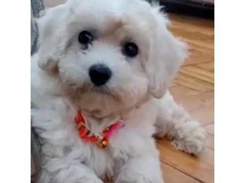 Maltipoo 3 aylık dişi