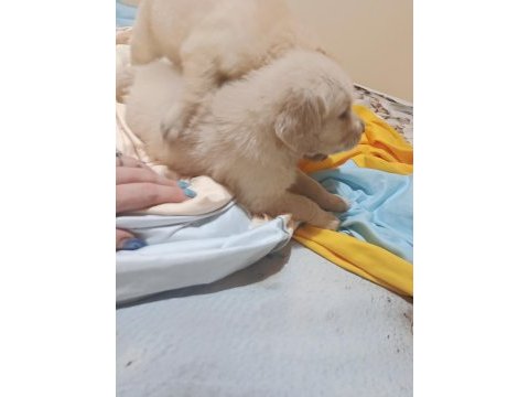Oyuncu golden retriever bebekler