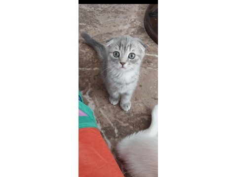 Sahiplendirme kedilerimiz