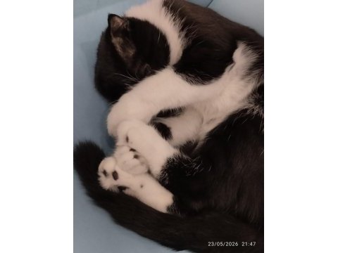 Scottish fold kedisi