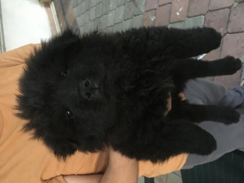 2 aylık çin aslanı yavruları ve anne