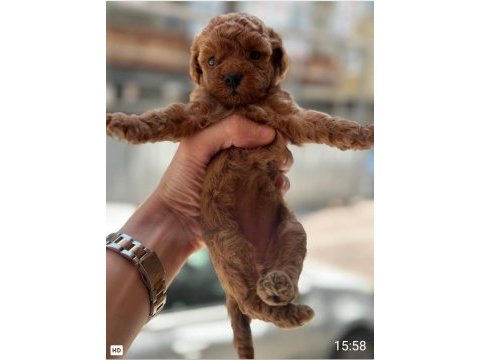 A kalite poodle bebekler