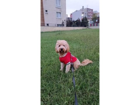 Cockapoo 1.5 yaşında erkek
