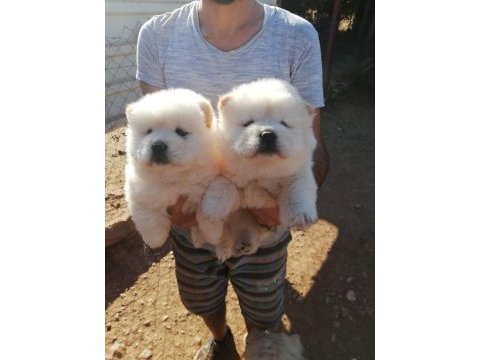Denizliden chow chow yavrularımız