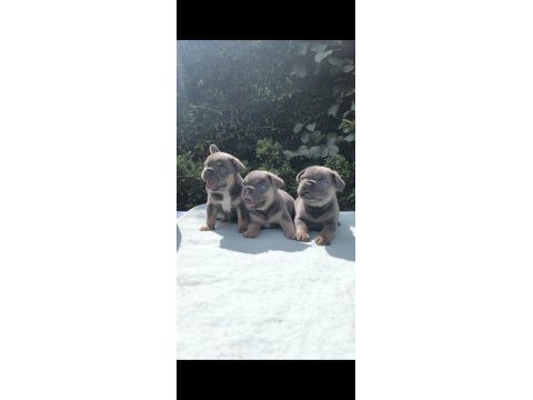 Isabella ve fluffy taşıyıcı en sevilen renklerde köpekler