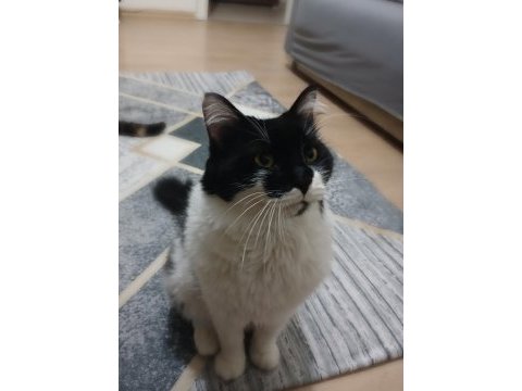 Kedimiz yaman 3 yaşında maine coon