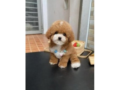 Birbirinden güzel poodle bebekler