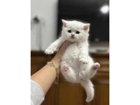 British shorthair kedisi