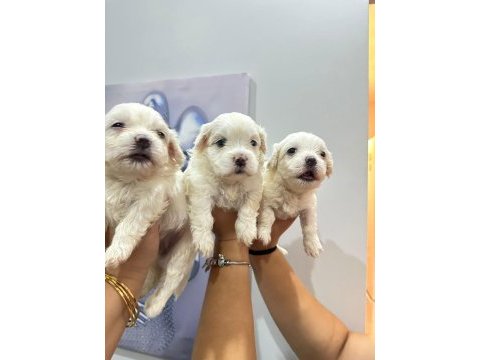 Maltese terrier yavrum 55 günlük