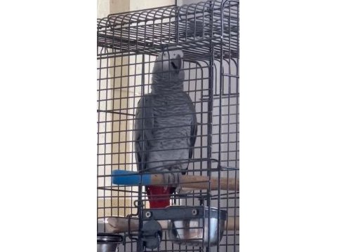 Kelimede sınır yok jako papağanı