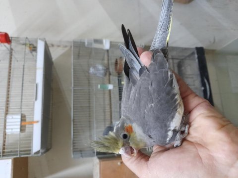 Sağlıklı ısırma huyları olmayan bebek sultan papağanı yavru