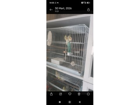 Hazır yavru alınmış dört dörtlük bakıcı takım kuşlar