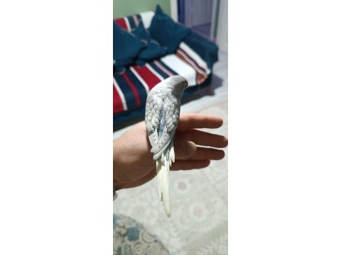 32 günlük yeni yeme düşmüş yavru kuşlar