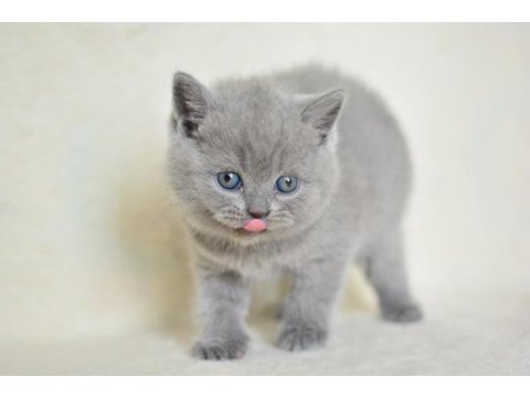 Küt kafa gri british shorthair