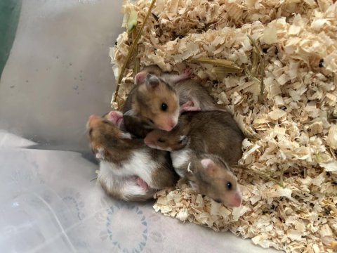 Minik hamster bebekler