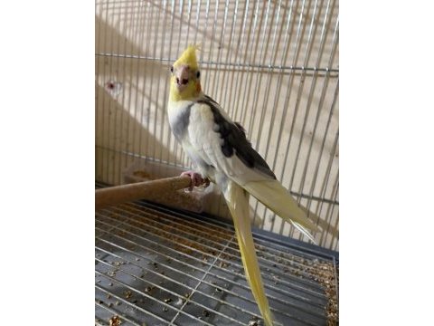 Kuluçka makinesi gibi yavrulu sultan takım
