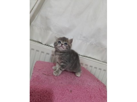 Güzeller güzeli exotic shorthair