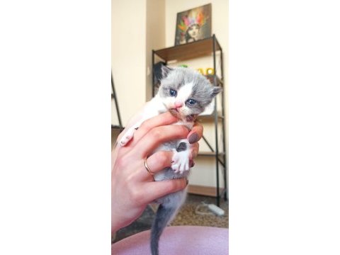 3 haftalık scottish fold yavrularımız rezerveye açıktır