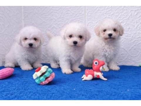 Gerçek a kalite orjinal bichon frise yavrular