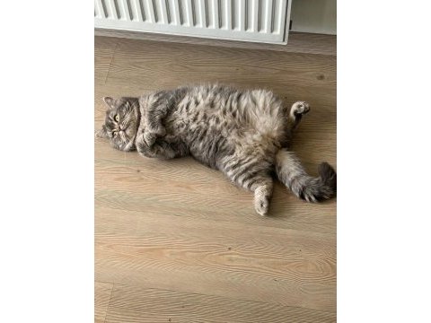 2 yaşında oyuncu british shorthair