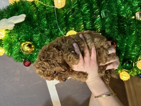 50 günlük toy poodle