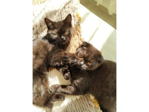 Scottish fold ve ragdoll kırması