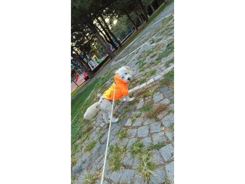 Evcil 6 aylık maltipoo