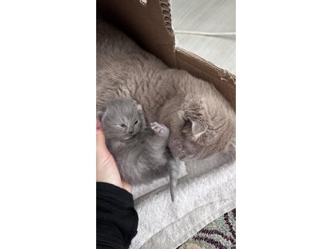 3 tane güzeller güzeli bebek scottish fold