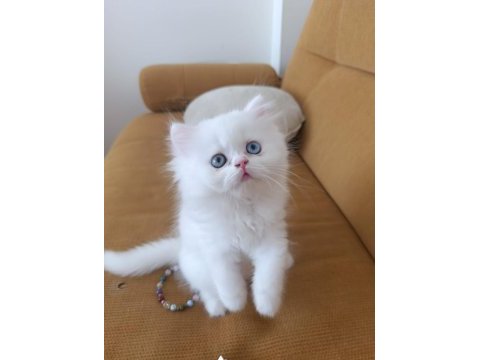 Eşsiz göz rengine sahip british longhair yavrum