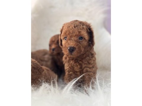 Oyuncak gibi poodle bebekler