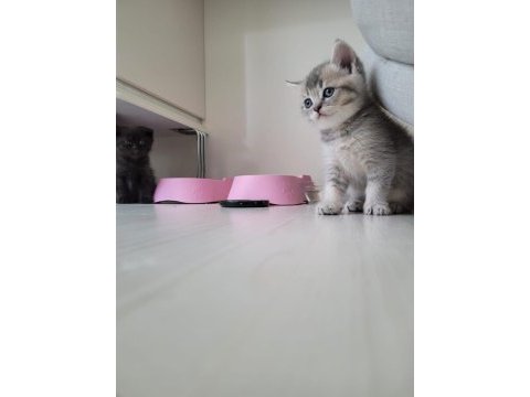 Scottish fold ve british yavru kediler