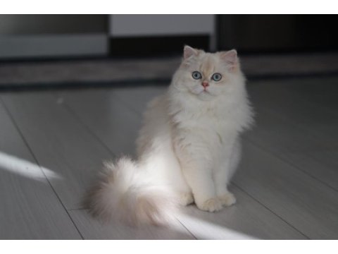 Blh by1133 dişi british longhair