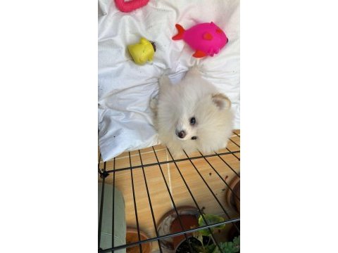 3 aylık dişi pomeranian boo