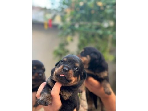 Varsa daha iyisi oda annesi rottweiler