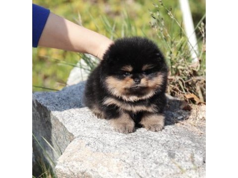 Pomeranian kore ırkı black tan