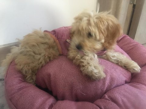 Malitpoo oyuncu köpeğmiz