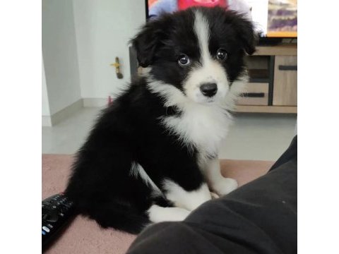 A kalite border collie yavrular hazır