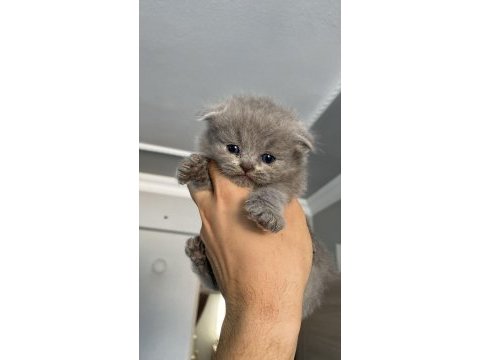 1,5 aylık scottish fold yavrularımız
