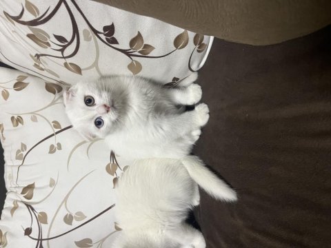 Scottish fold yavruları