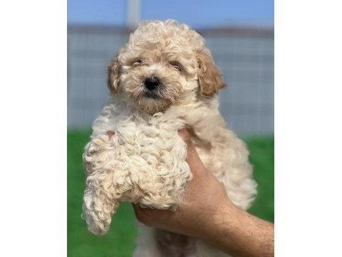 A maltipoo yavrularım hazır
