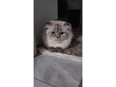 1,5 yasında scottish fold kedimiz