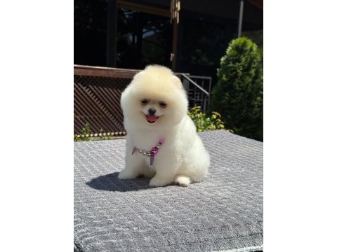Pomeranian boo prenses